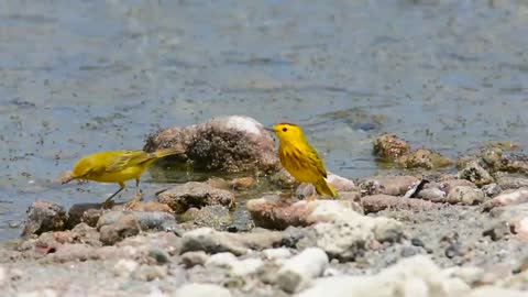 Yellow warblers hunting flies in Bonarie