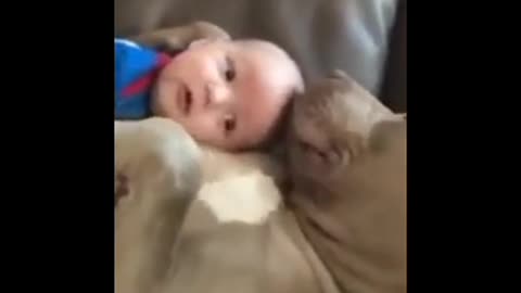 Funny Sweet baby & dog bonding!