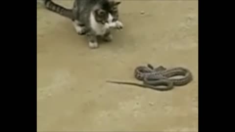 #catvedio | cat and snake competition vedio #rumbleshort #shorts # rumble