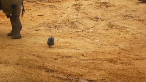 Perth Zoo Rhino & Bush Turkey Chase