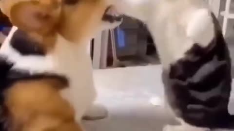 Cat vs dog fight 🤣 funny scene