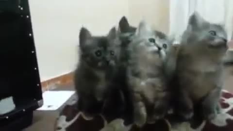 Kitty cats dance