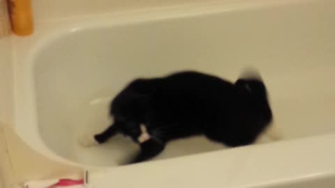 Crazy Cat Chases Own Tail In Bathtub