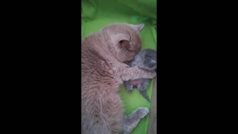 Mother cat adorably hugs & kisses her kitten #Shorts