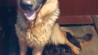 Mommy dog & her cute army of puppies