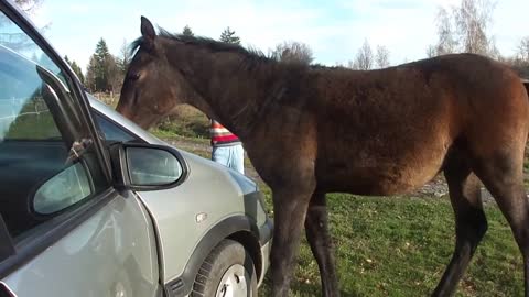Beautiful funny foal inspecting car