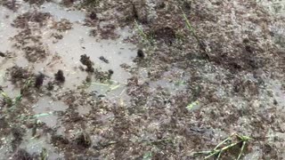 Thousands of Spiders Try to Escape Flooded Farm