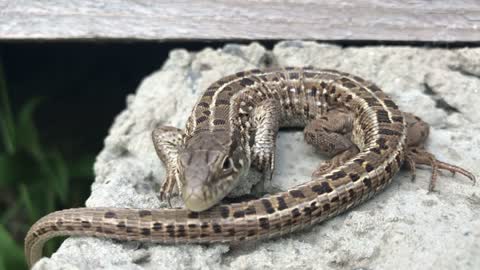 reptile lizard sunbathes in stone