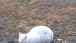 White cat eating