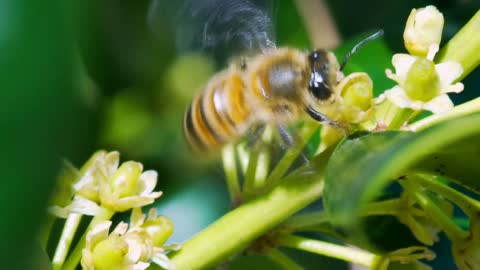 slow motion macro honey bee going from flower to flower collecting pollen