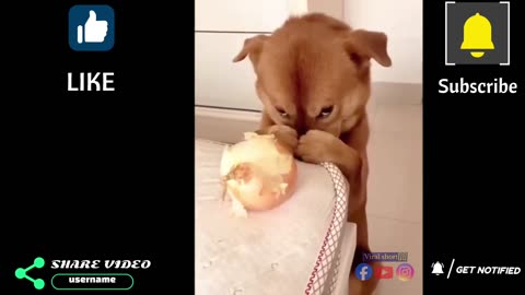 Funniest Animals Video 2023 - Funny Dog and Cat Videos part 6 🤣