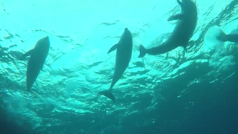 Dolphins swimming in the Red Sea, Eilat Israel 8