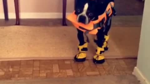 Black and white dog in life jacket and boots