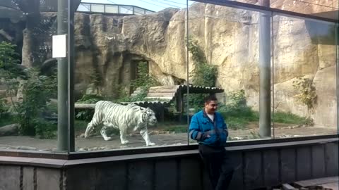 White Tiger Stalks And Hunts Unsuspecting Caretaker At The Zoo