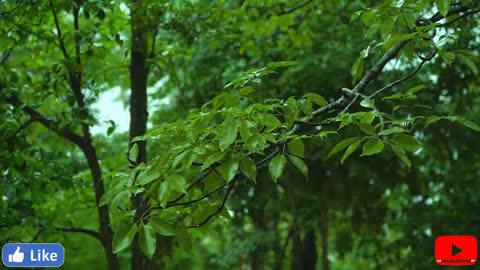 Rainforest Rain Sounds for Sleeping Meditation & Yoga Nature Video the Rain