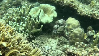 Freediving down to a beautiful sea slug in the tropical Philippines waters.