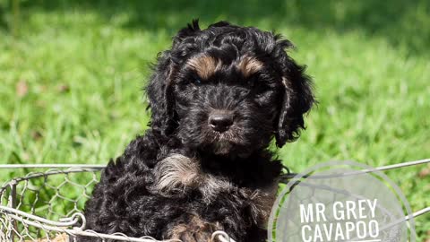 Mini Cavapoo puppies are ready now for homes!