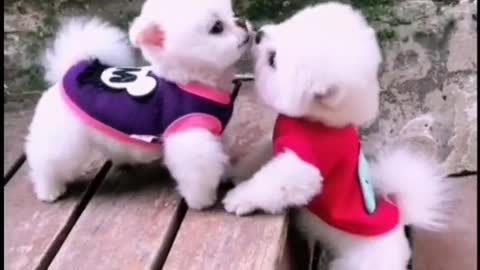 Sweet Little Puppies Sharing Their First Kiss