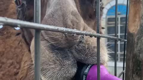 Thirsty camel
