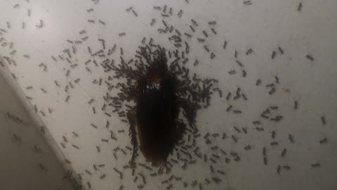 Ants are eating Cockroach.
