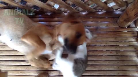 cat and dog funny video