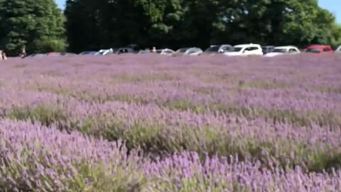 Lavender field London