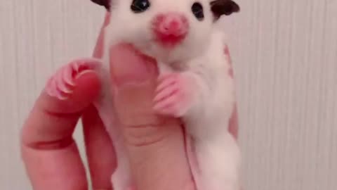 sugar glider,sugar glider videos