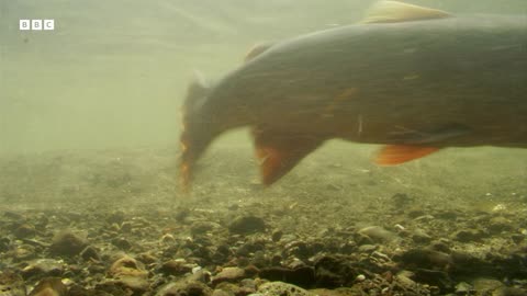 Mother Otter Gives Pups First Hunting Lesson _ Yellowstone _ BBC Earth