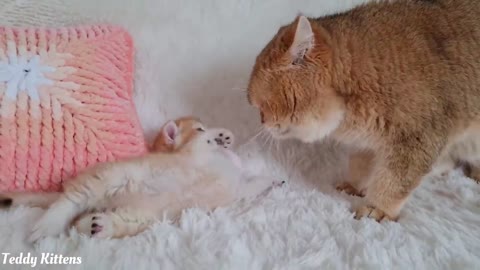 William the cat meets his grandson Solomon