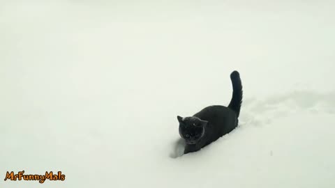 Kittens Discovering Snow For The First Time