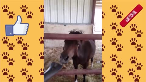 😂 🐴 😂 🐎 Cute and Funny Horse Videos, Try Not to Laugh, November 2020 🐴 Funny Animal Videos Horses