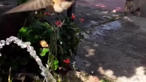 Hummingbird takes a morning shower