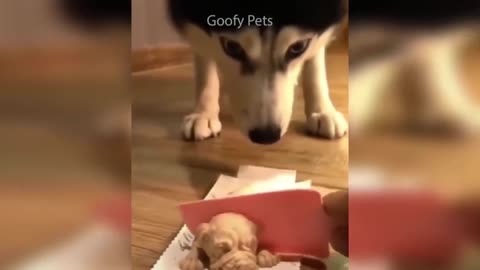 Puppy Reaction to Cutting Cake