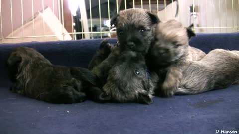 Cairn Terrier's 4 Week Old Puppies (in HD)