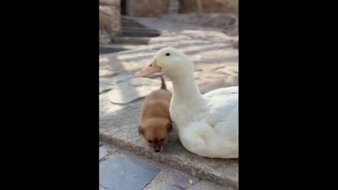 Cute baby animals Videos Compilation cute moment of the animals