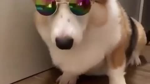 Funny Corgi dog