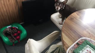 Talking Chihuahua Chester kane
