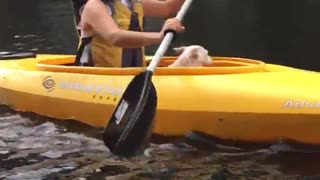 Puppy in yellow kayak