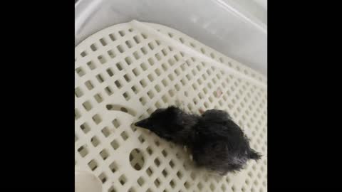 Newly hatched Ayam Cemani chick/Checking on homestead After Rain