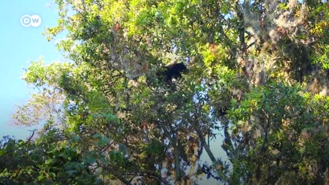 Video: el oso andino no está solo
