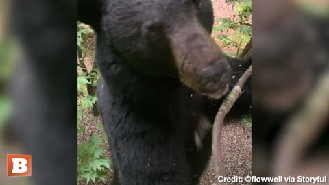 BACK UP! Bear SWIPES AT MAN While Snacking on Bird Feeder