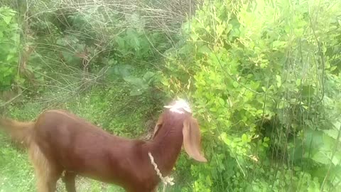 Goat grazing in village