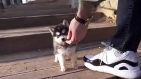 Cute PUPPY IS SO **SMALL**