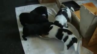 Springer Puppies First Solid Food