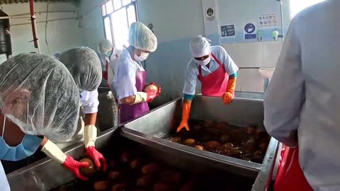 Cupuacu Fruit Farming Harvesting | Brazil Strange Fruit | Cupuacu Bean Processing