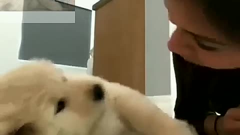 Baby dog refuse the mistress's kiss