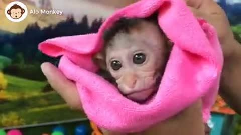 cute baby monky