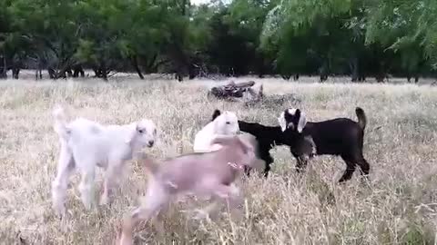 Goats In the Farm Having Fun