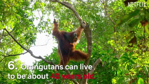 8 Mind blowing Orangutan facts on planet