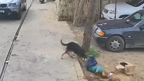 Street dog attack child